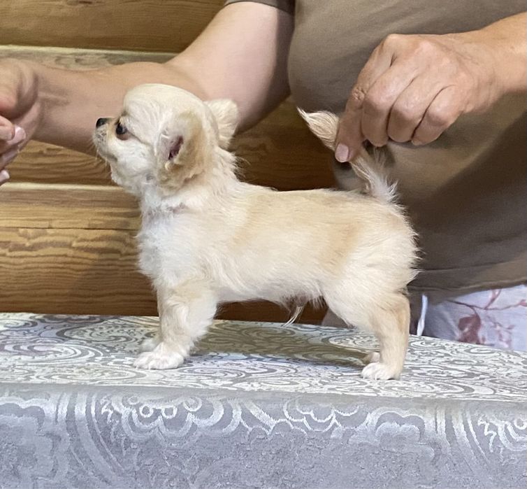 Мальчик чихуахуа крем