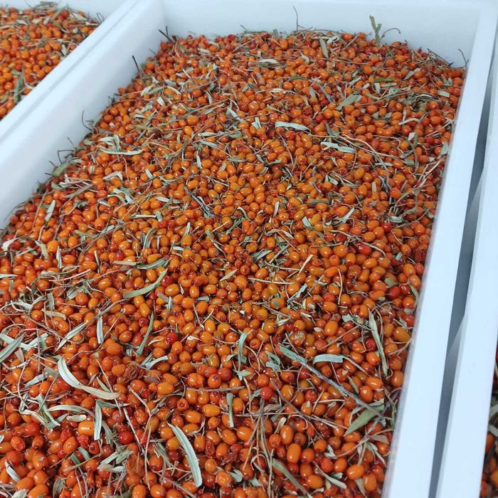 Продажа ягод облепихи, оптом