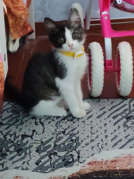 Котёнок девочка в добрые руки