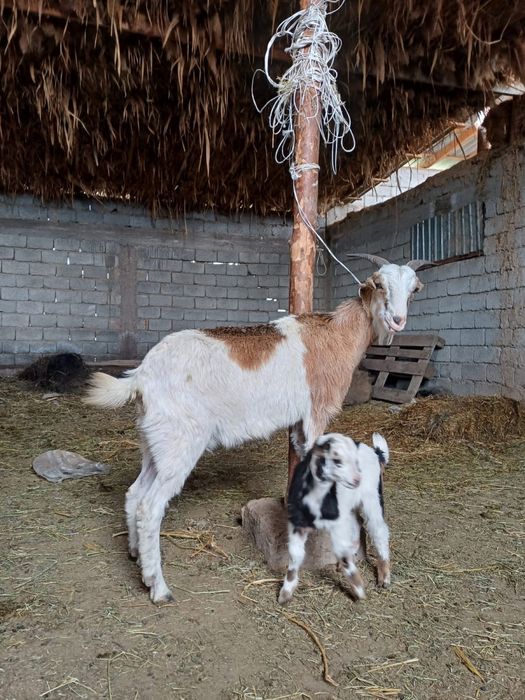Ешкы сатлады срочно лагымен