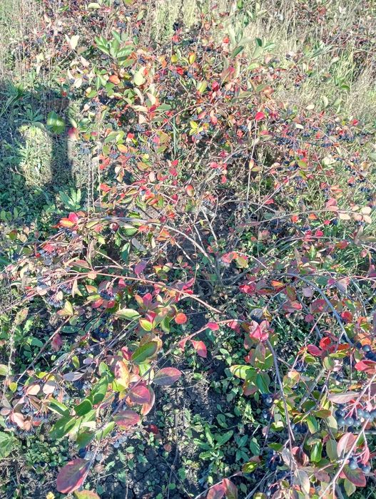 Aronia de vanzare