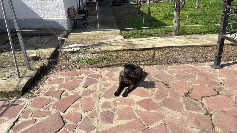 Коне корсе 9 месячный