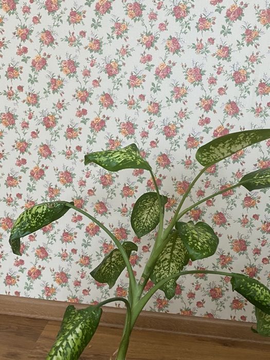 Продам комнатные цветы разного сорта