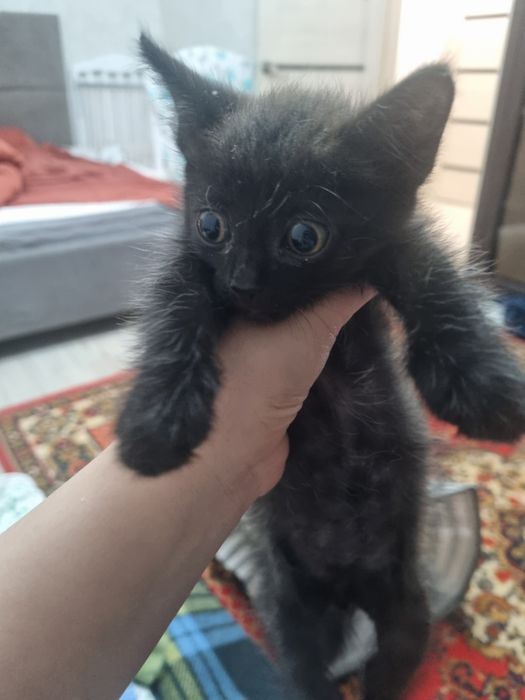 котёнок бесплатно