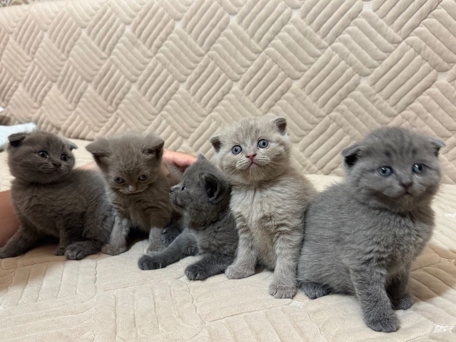 Шотландский вислоухий котенок девочка