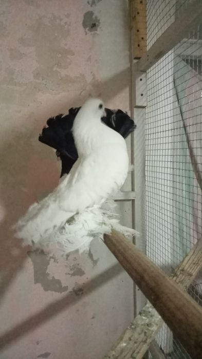 Статные голуби, продам