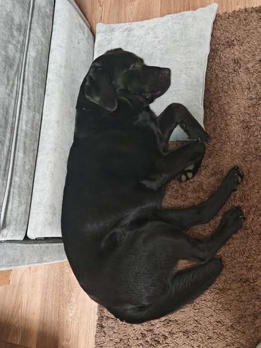 Щенок лабрадор 12 месяцев