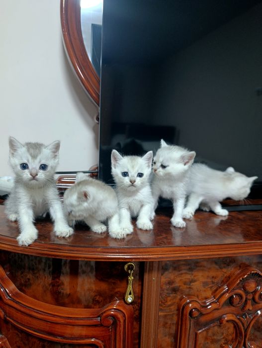 Продам британских котят
