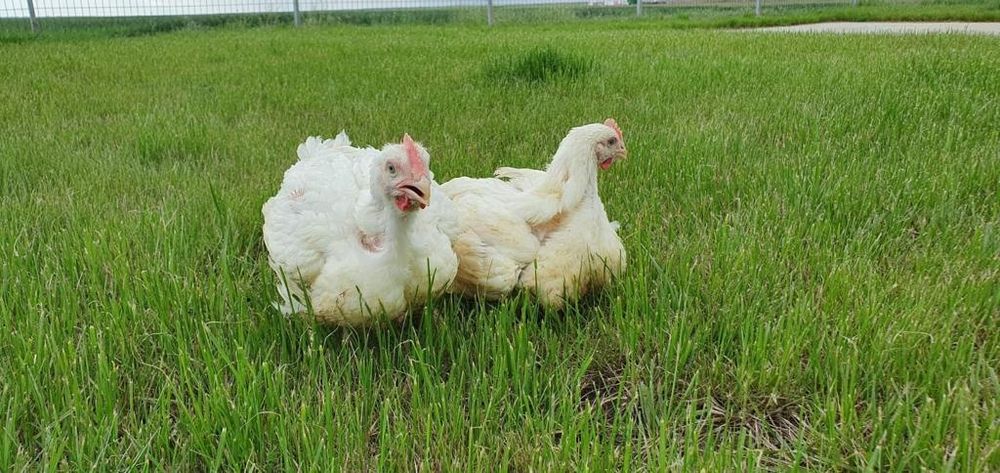 Pui albi  de carne si rasă mixtă