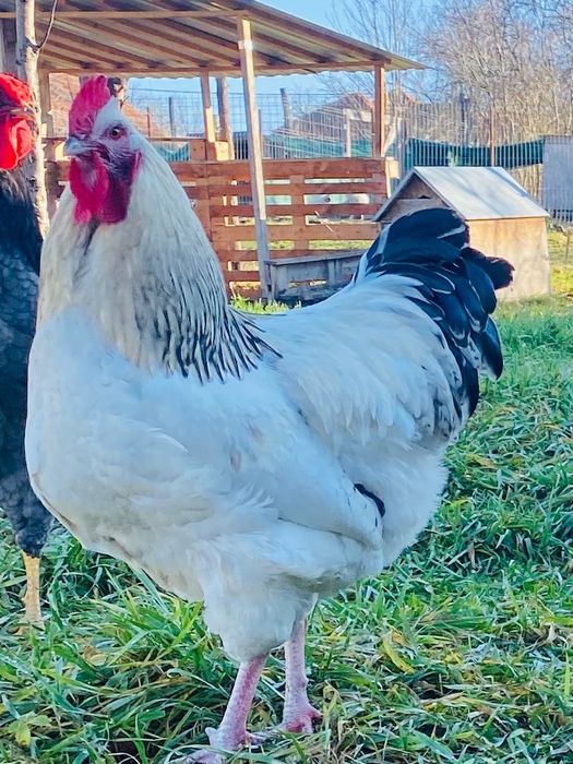 Vând cocoși SUSSEX