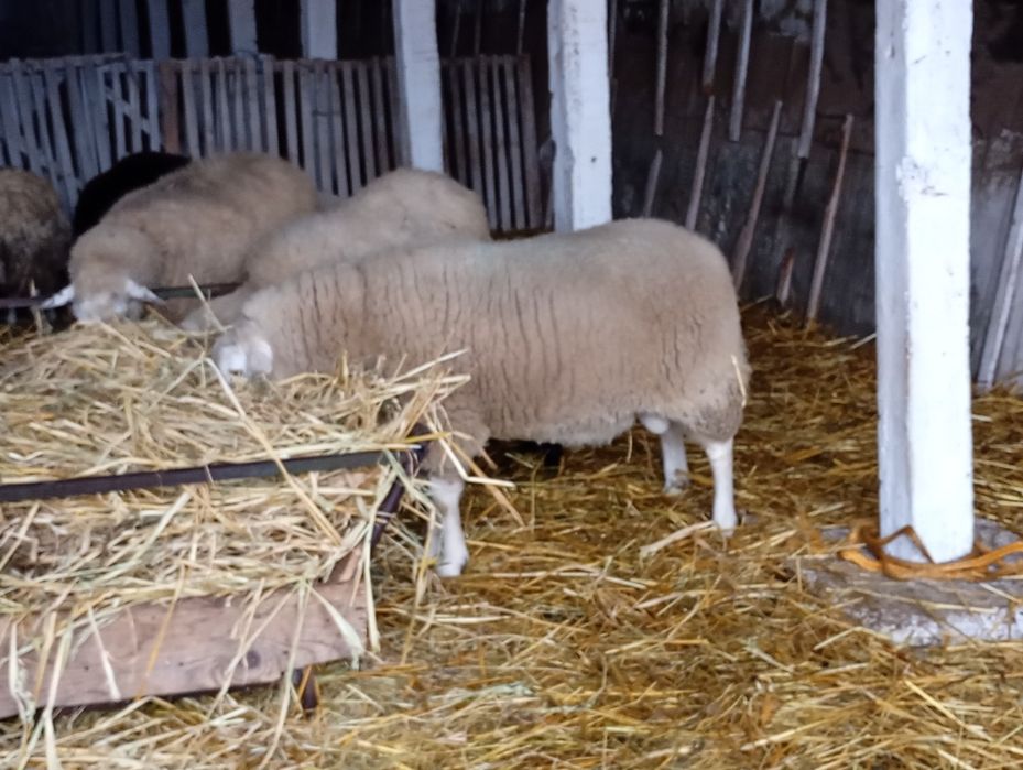 Berbec texel de vânzare