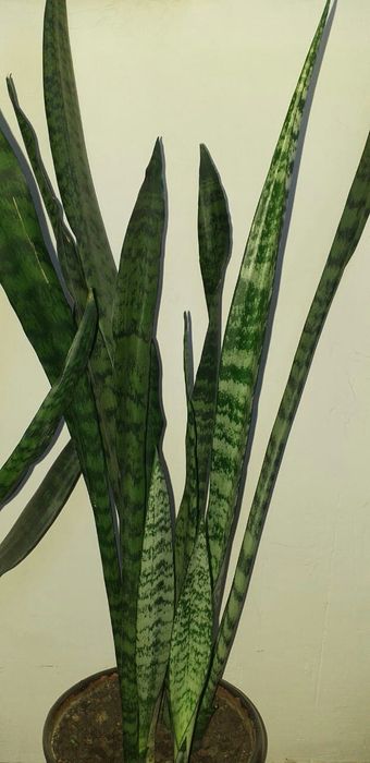 Сансиерия или "Заячьи ушки".