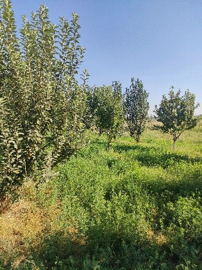 Чиноз туманида 40сотих ер участка сотилади арзон