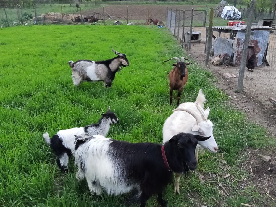 Capre și țap de vânzare!