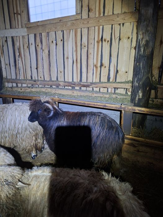 Vând 2 noatine de tinut sau de taiat