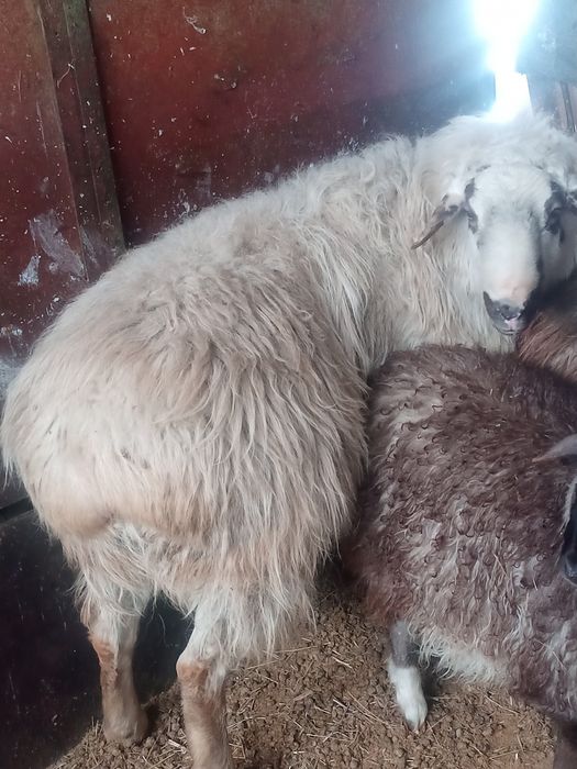 Продается племенной кошкар