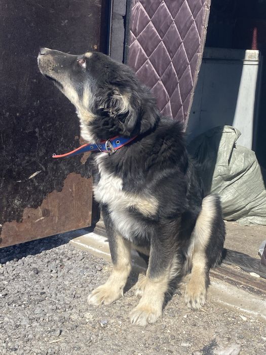 Щенок 4-5 мес. бесплатно