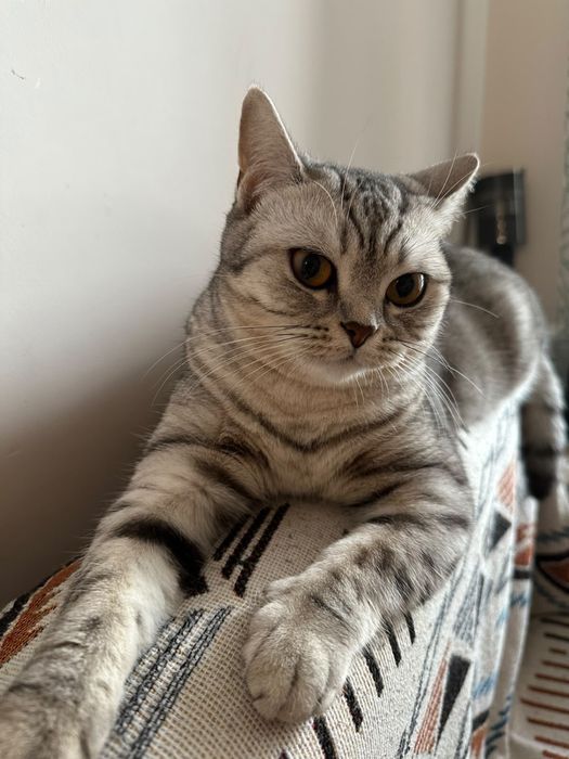 Шотландская прямоухая кошечка