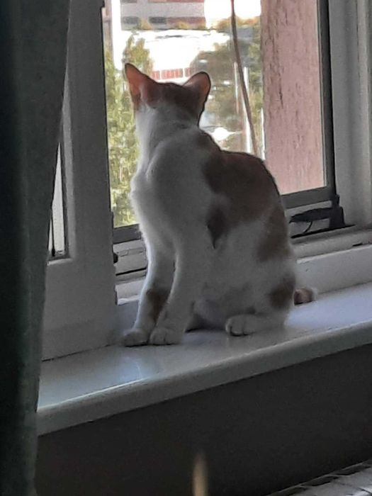 Подаряваме женско коте, кастрирано