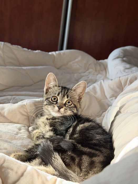 Котенок в добрые руки