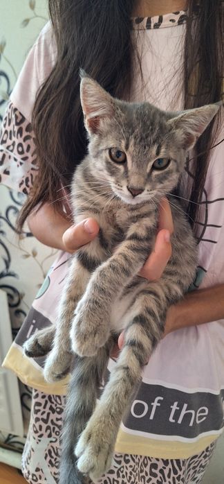 4 котята очень милые и умные