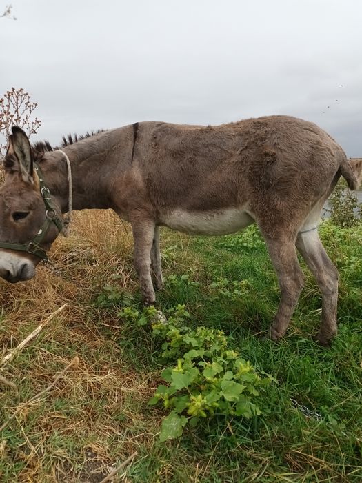 Vând Măgar femela
