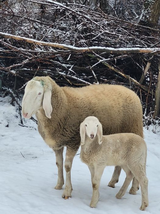 Berbec bergamasca de vanzare