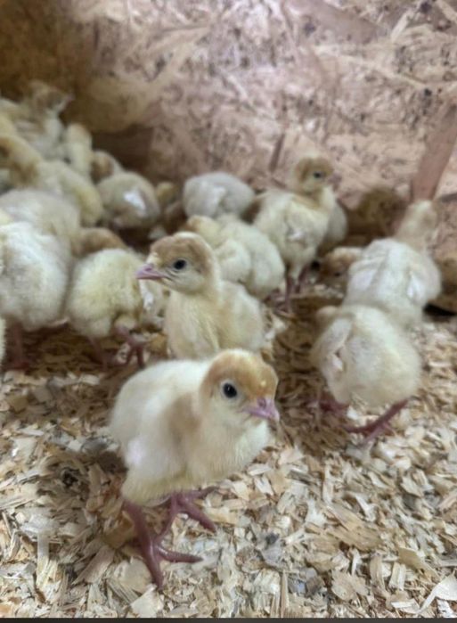 Рынок Улжан вся птица есть