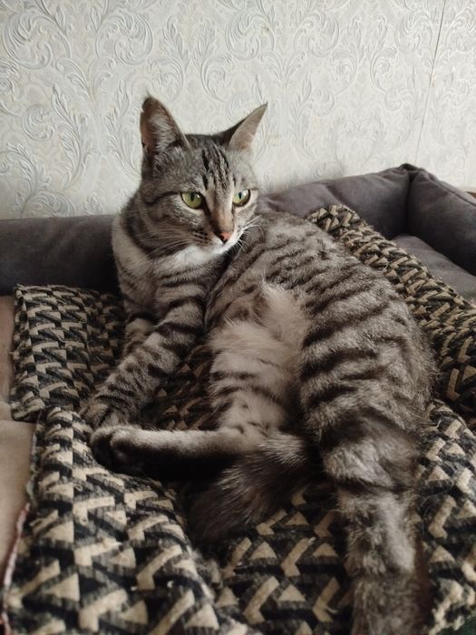 Отдам полосатую кошечку