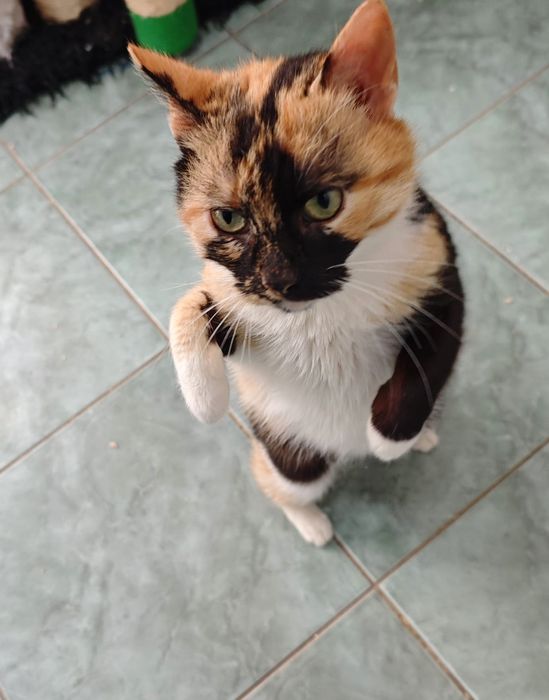 Pisica Spice Latte o să te cucerească instant. Adopt-o!