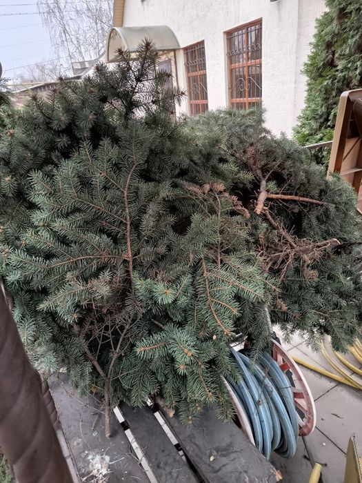 Продам ветки елки