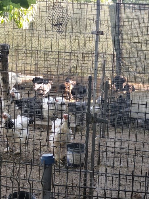 Vând păsări și puii de rasă Brahma