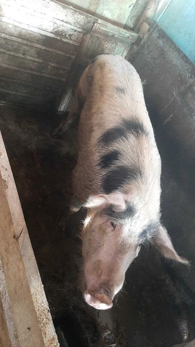 Продам хряка на племя либо на мясо