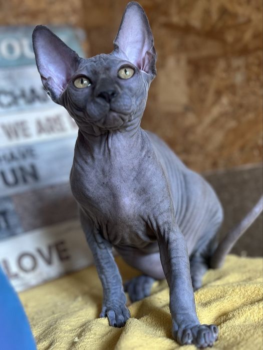 Sphynx Canadian pedigree si teste