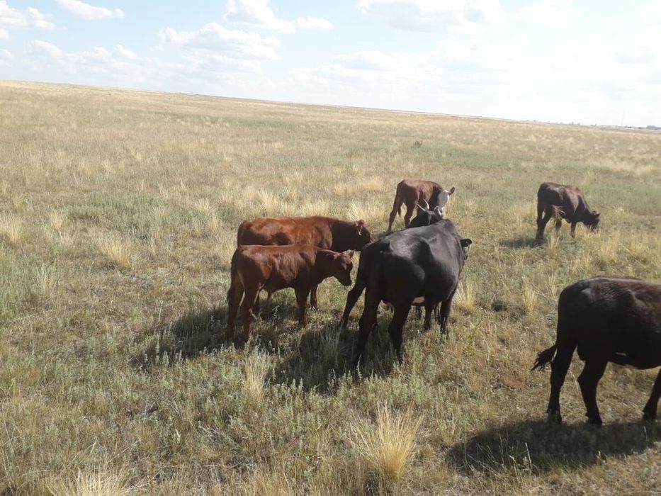 Продам по доступной цене