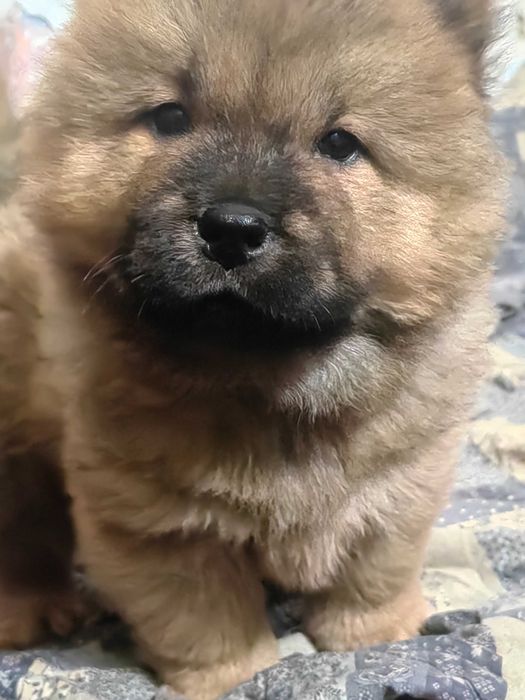 Чау-Чау малки кученца