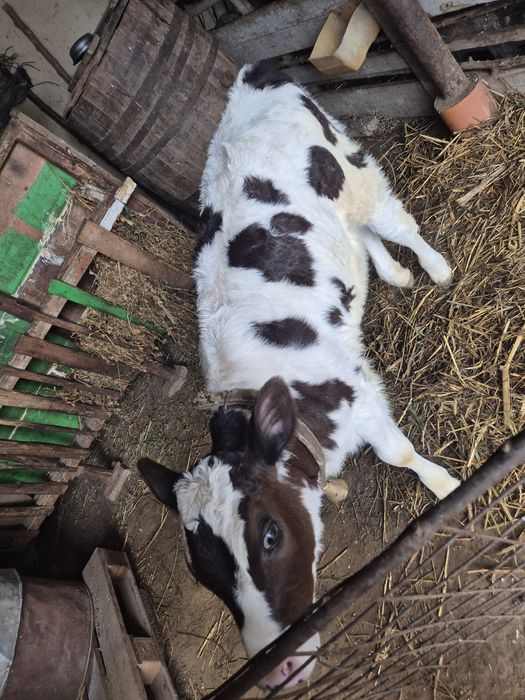 Vand vitea de prăsilă