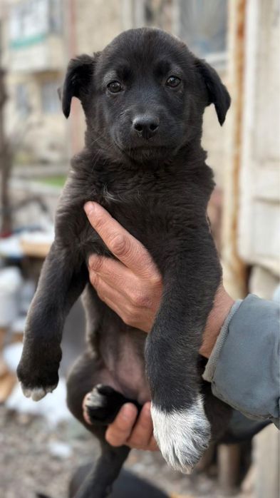 Щенок для дома  в хорошие руки