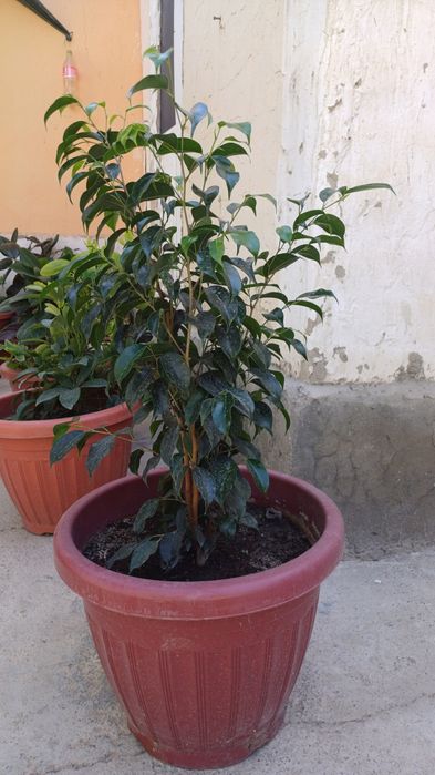 Manzarali gullar