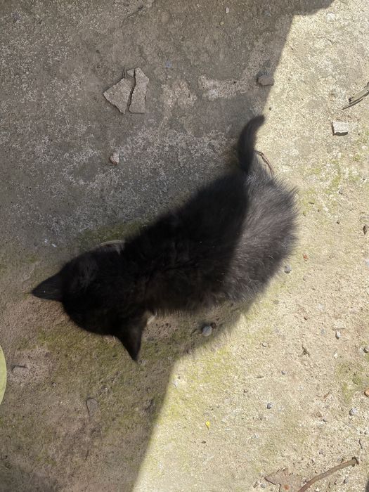 Ищем дом для котика