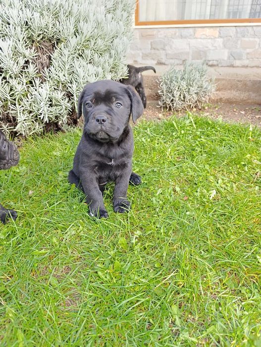 Кане Корсо кученца