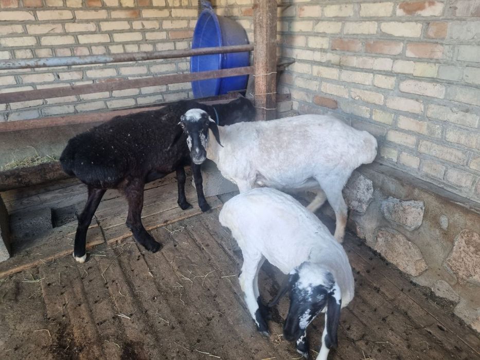 bir xonada hamkasbi bilan birlashish