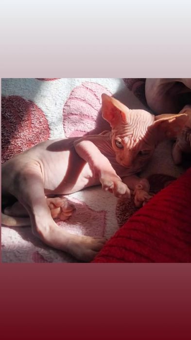 Канадский сфинкс