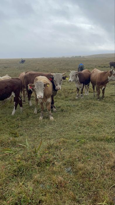 Прадается бычкиии