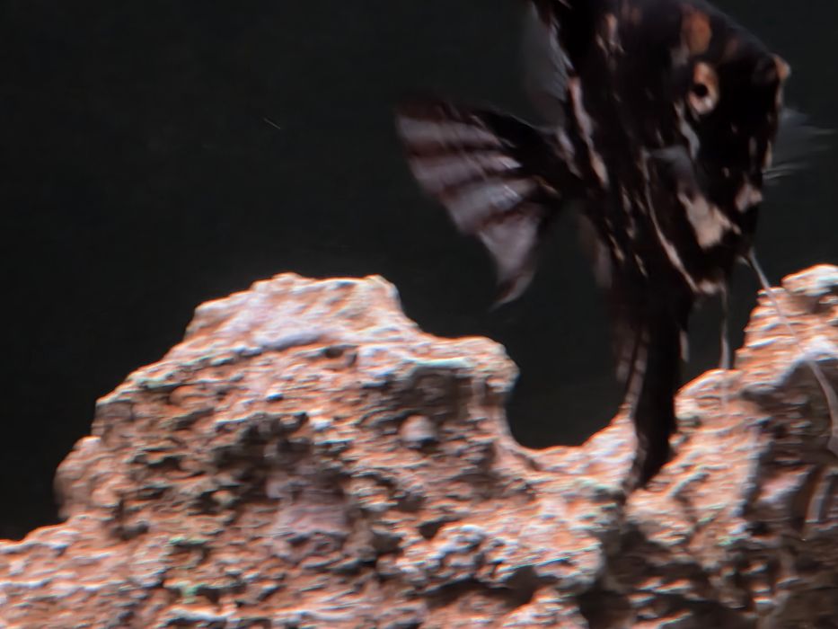 Скалярии мраморные, 3шт.