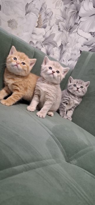 Шотландские скоттиш страйт котята