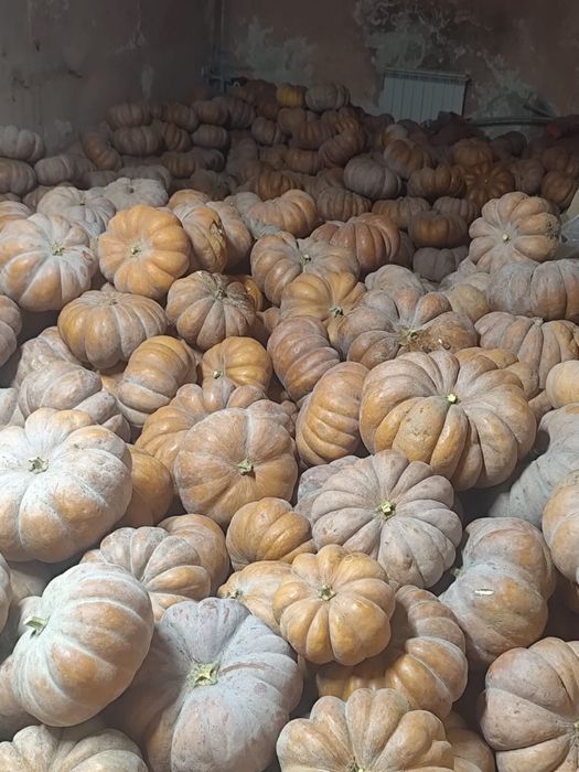 Тыква мусат де прованс (американка) оптом