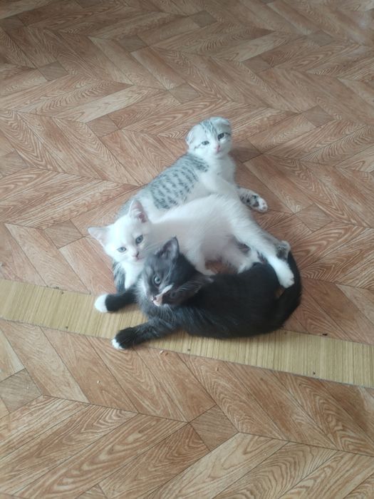 котята милые, умные, британских пород