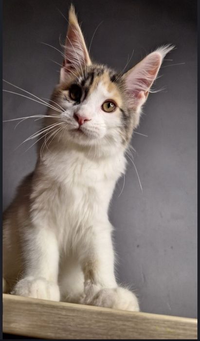 Мейн-кун котята из питомника