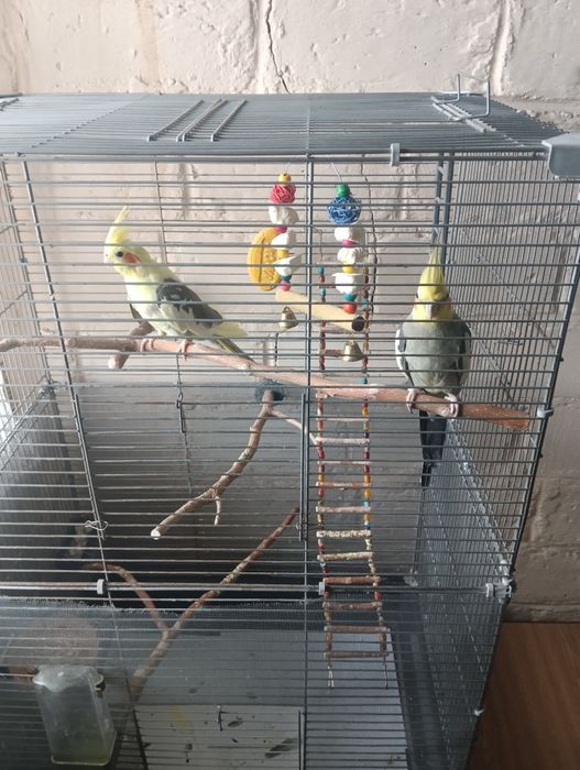 Две особи Кореллы девочка и мальчик